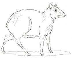 Greater Mouse Deer coloring page | Free Printable Coloring Pages