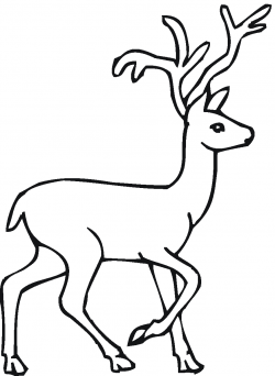 Coloring page of a deer Coloring page of a deer | Places to Visit ...