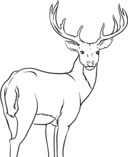 Free Printable Deer Coloring Pages For Kids | wood burning ...