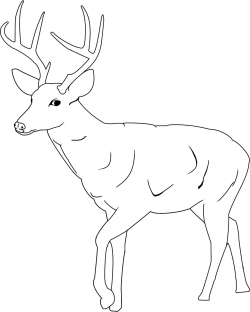 Buck Clipart Coloring Page Pencil And In Color Stunning Deer Head ...