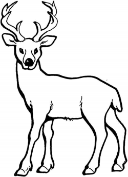 coloring pages of deer - Printable Kids Colouring Pages | drawings ...