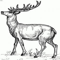 Deer Coloring Pages Coloring Page with The Good Buck Deer Coloring ...