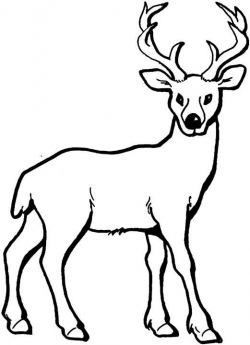 Deer Coloring Page | Clipart Panda - Free Clipart Images