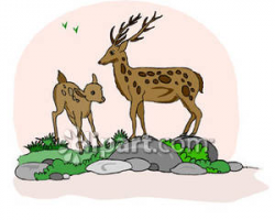 Buck clipart fawn - Pencil and in color buck clipart fawn