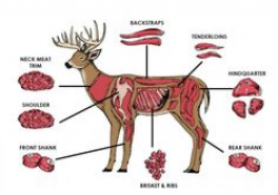 Infographic on Hunting Venison | Survival Tips And Tricks ...