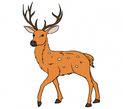 How to Draw a Deer in a Few Easy Steps | Easy Drawing Guides