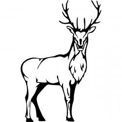 15 Buck drawing clip art for free download on ayoqq.org