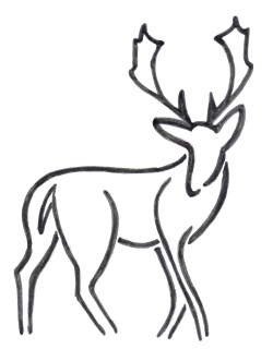 Buck Deer Drawing at GetDrawings.com | Free for personal use Buck ...
