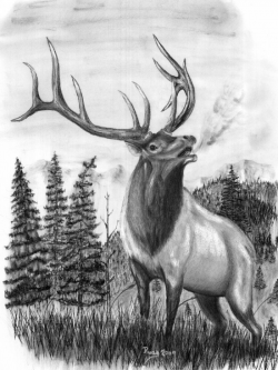 Elk Head Clip Art | Elk Horn Drawings http://www.charcoal-drawings ...
