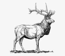 Elk, Moose, Deer, Head, Animal, Hunting, Antlers - Elk Clip ...