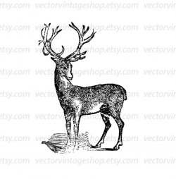 Deer Vector Clipart Instant Download Buck Antler Clip Art Antique ...