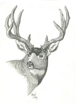 Mule deer buck | My drawings | Pinterest | Mule deer buck and Drawings