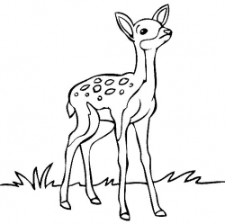 Black And White Deer Drawing at GetDrawings.com | Free for personal ...