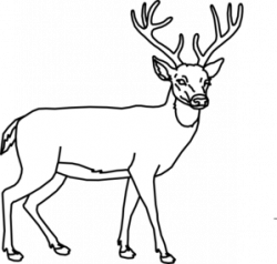 Deer Outline Clip Art at Clker.com - vector clip art online ...