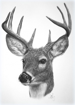 deer artwork - Google Search | Spirit | Pinterest | Artwork, Google ...