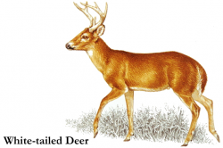 White Tailed Deer Clip Art school clipart