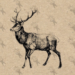 44 best Vintage clipart - Deer images on Pinterest | Digital collage ...