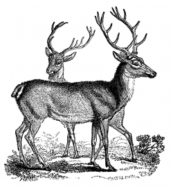 Vintage Clip Art - Lovely Deer - Christmas | Vintage clip art ...