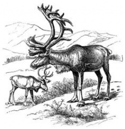 deer-clip-art-wild-deer.gif (902×1024) | Artistic Freebies ...