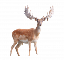 Deer PNG Transparent Images | PNG All