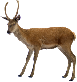 Deer PNG images free download, deer PNG