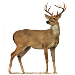 Download Deer Free PNG photo images and clipart | FreePNGImg