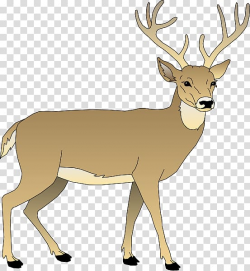 White-tailed deer Elk Reindeer , Whitetail Deer transparent ...