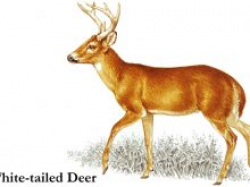 white tailed deer clip art buck deer graphics and comments clipart ...