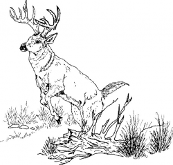 White Tail Drawing at GetDrawings.com | Free for personal use White ...