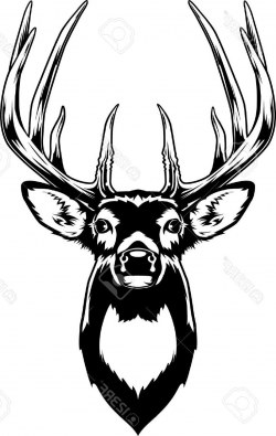 Whitetail Buck Drawing at GetDrawings.com | Free for personal use ...