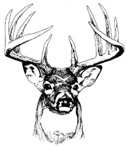 28+ Collection of Whitetail Deer Clipart | High quality, free ...