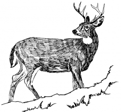 Whitetail Buck Deer Sketch | Clipart Panda - Free Clipart Images