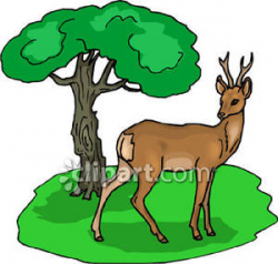 Young Buck In the Forest - Royalty Free Clipart Picture
