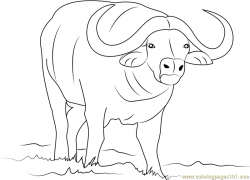 African Buffalo Coloring Page - Free Buffalo Coloring Pages ...