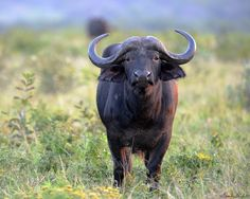 The Buffalo... such a beautiful animal and one of the Big Five of ...