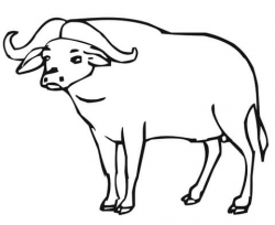 African Buffalo coloring page | Free Printable Coloring Pages