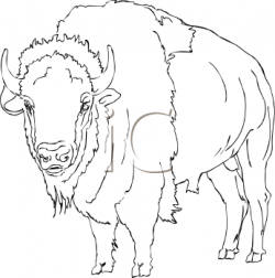 Royalty Free Buffalo Clip art, Buffalo Clipart