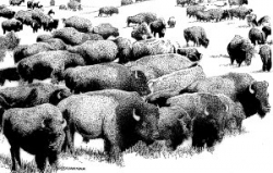 Clipart - Buffalo herd