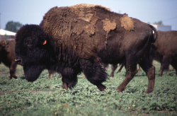 Buffalo | Free Stock Photo | A small herd of buffalo | # 10192