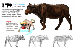 Cape Buffalo by susans-art-portfolio on DeviantArt