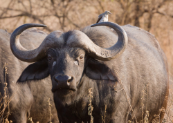 Cape Buffalo Hunting » Schalk Pienaar Hunting Safaris in Namibia