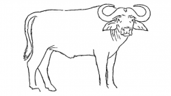 Drawing Of A Buffalo How To Draw An African Cape Buffalo Youtube ...