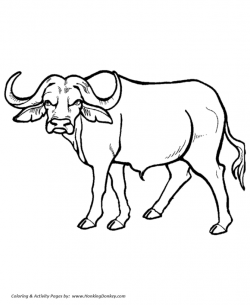 Water Buffalo Coloring Page - happysales.info