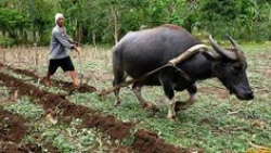 Philippine carabao | Water buffalo | Pinterest | Philippines