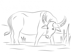 Water Buffalo coloring page | Free Printable Coloring Pages