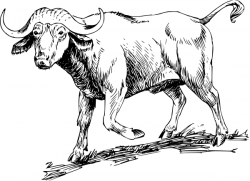 Free Buffalo Clipart - Clip Art Image 10 of 11