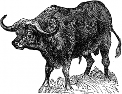 Buffalo clip art 2 image - Clipartix