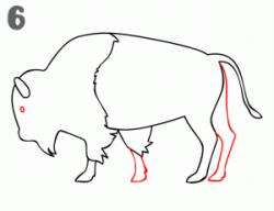 how to draw a buffalo | Ideas for the kids | Buffalo ...