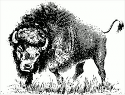 Free buffalo-sketch Clipart - Free Clipart Graphics, Images and ...