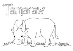 Colour a tamaraw | Mindoro and Water buffalo
